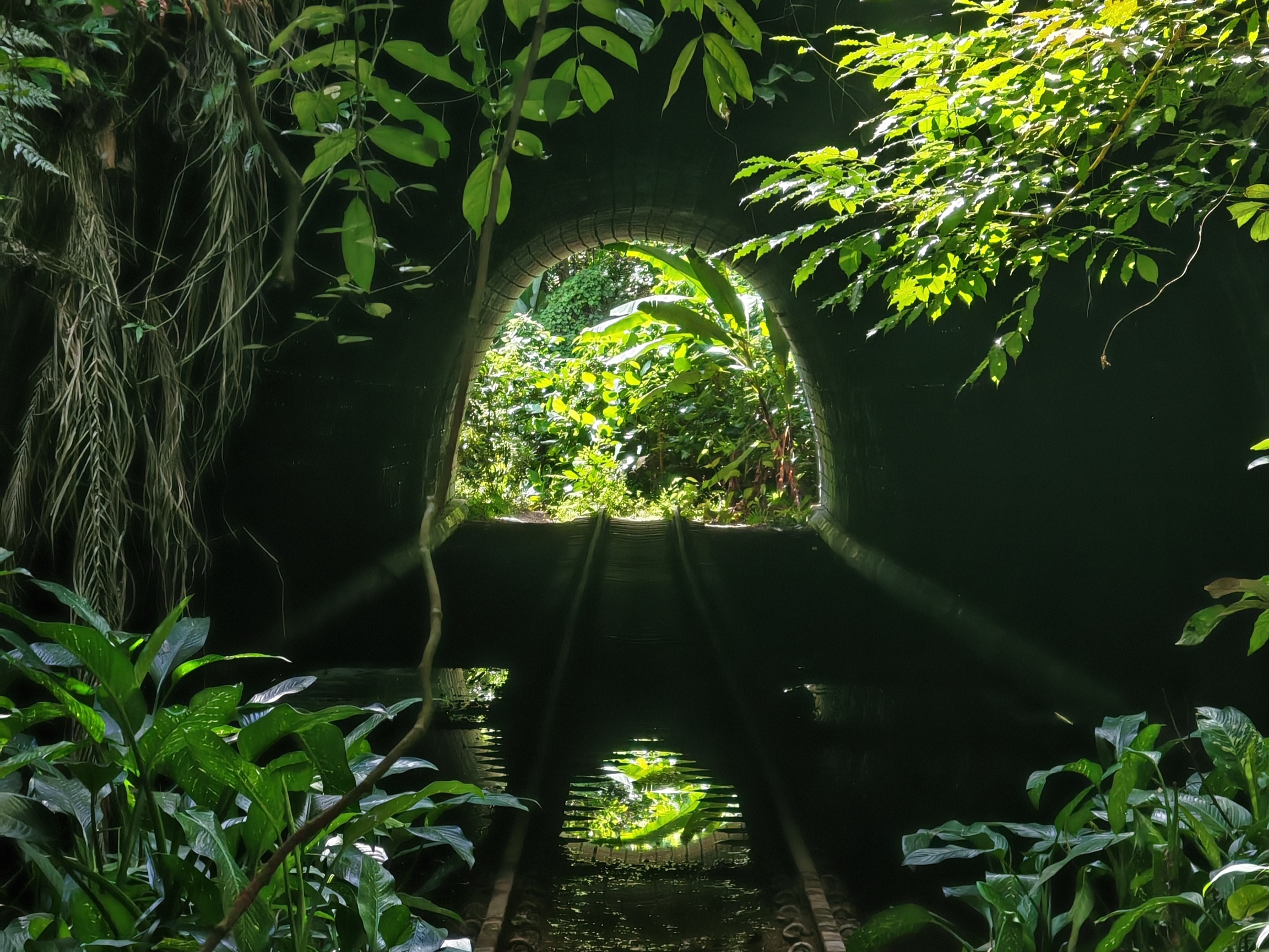 Off the Beaten Track: Maju Forest Explorer